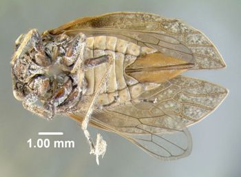Media type: image;   Entomology 619030 Aspect: habitus ventral view